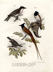Pájaro Rey, 1864 de German School